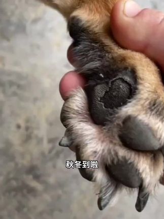 宠物干裂膏 凡士林狗狗专用润脚霜宠物护爪秋冬必备修复干裂滋润脱皮爪子肉垫#家有萌宠 #宠物干裂膏#萌宠成长记 #狗狗护理#爱奇好物