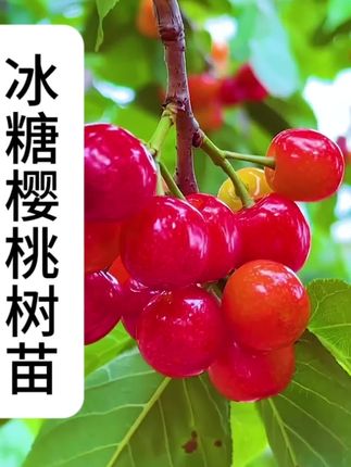 #上热门 冰糖樱桃容器苗(明年挂果)肉脆香甜盆栽简单挂果性能好糖度极高#果树
