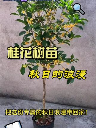 我们精选强壮根系的优质桂花树苗,易成活,当年即可赏花香#三农 #桂花树苗 #别墅庭院植物