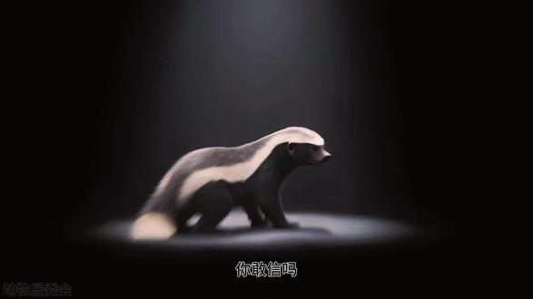 蜜獾真的“无所畏惧”吗?其实我们对它的理解,多半是错的 #动物世界 #科普 #蜜獾 #动物的迷惑行为