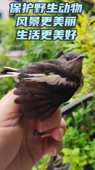 保护野生动物
风景更美丽
生活更美好