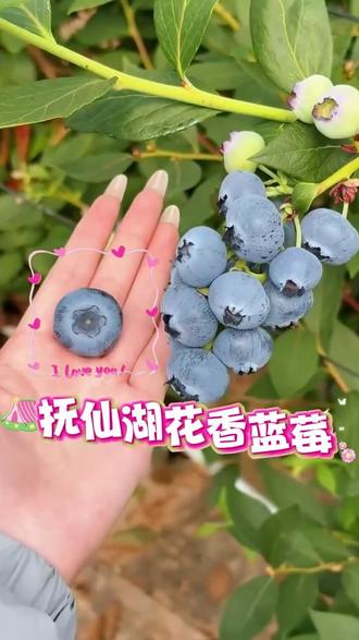 这款蓝莓也太好吃了吧 #蓝莓 #水果 #云南美食