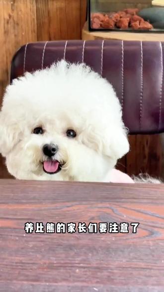 避免比熊饮食误区,别再只喂干粮了! #比熊 #狗罐头 #科学养宠攻略 #罐头 #狗狗