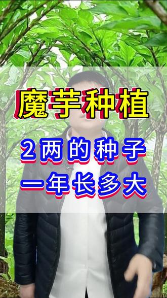 #魔芋 #魔芋种植 #魔芋种植技术 #魔芋施肥 #农业种植