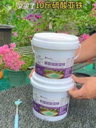 秋高气爽,养花护花 #硫酸亚铁补铁剂#桶装更划算易保存 #保质期长达5年 #硫酸亚铁䃼铁剂 ,改良土壤酸碱度,促花壮根,绿意盎然,花卉绿植,爱养花,爱分享,园艺生活。