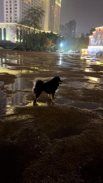 狗生又能有几次难得快乐的时光呢?做不扫兴的家长(回家猛洗狗版)
#狗狗 #养狗的乐趣 #土松 #四眼铁包金 #狗狗的心思都写在脸上了