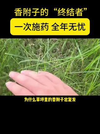 香附子的“终结者”,一次施药,全年无忧。 #园林养护 #绿化工程 #园林植保 #市政工程