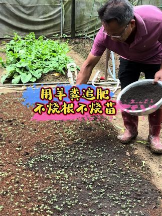 用羊粪追肥不烧根不烧苗。#家庭种植 #有机肥 #羊粪有机肥