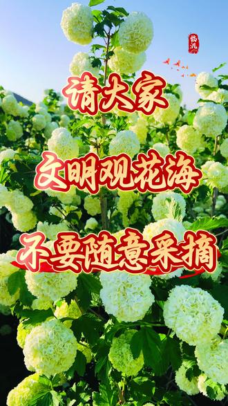 请大家
文明观花海
不要随意采摘
#花海 #文明赏花 #木绣球 #网红打卡地