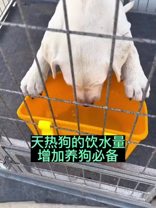 天热狗狗容易脱水中暑,狗的身边一定要有足够的水#新手养狗 #幼犬 #养狗人 #养狗经验分享 #宠物用品
