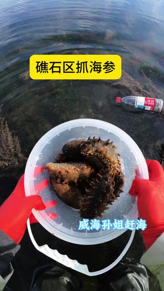 礁石赶海抓海参#户外赶海抓海鲜 #野生海参 #赶海 #吃喝玩乐分享计划 #威海