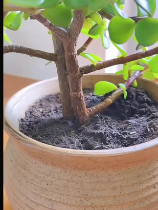 想要家里养花干干净净的可以铺上彩色陶粒#美观防虫 #保水保肥