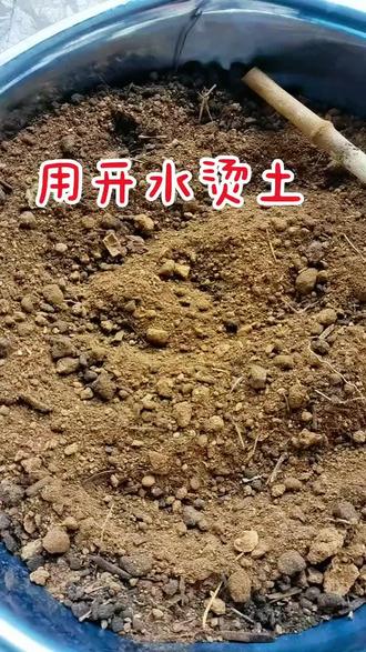 用开水烫烫土/也可以把开水均匀喷洒在没有种菜的盆里#放虫子