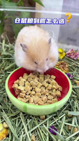 鼠鼠粮仓必备→卡诺双拼低温烘焙粮,40多种食材打碎浓缩烘干成 小颗粒。鼠鼠营养美毛亮毛就靠它!闭眼入不亏!#萌宠出道计划 #金丝熊 #仓鼠 #面包虫 #仓鼠粮食