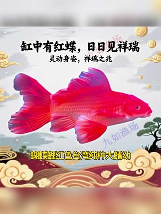 蝴蝶鲤红色台湾纯种大鳍幼,它的名字很有特点,为什么叫蝴蝶鲤呢,因为它的鱼鳍就像蝴蝶的翅膀一样,张开鱼鳍就像蝴蝶一样美丽,这是台湾蝴蝶鲤红色系,是近几年新培育出来的品种,非常好养耐活,适合家庭养鱼、办公室养鱼,也可以拿来装饰店铺、酒店、会所等