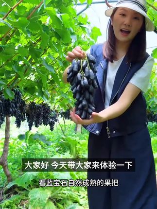 顺丰】蓝宝石葡萄提子山西运城水果脆甜提无籽黑美人指蓝宝石葡萄