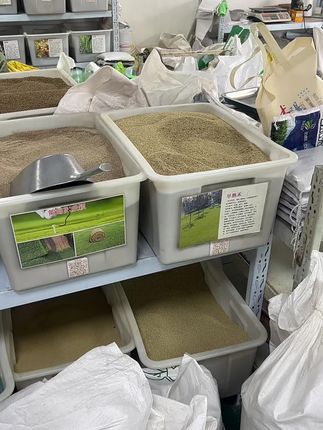 大量草籽批发 品种齐全 #农民土地 #草籽