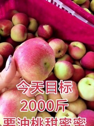 #桃上热门 #新鲜采摘 #珍珠枣油桃,自家种植甜蜜蜜枣油桃纯甜离核
