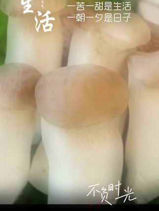 #鸡腿磨菇#新鲜采摘 #极速发货#快来一起尝个鲜