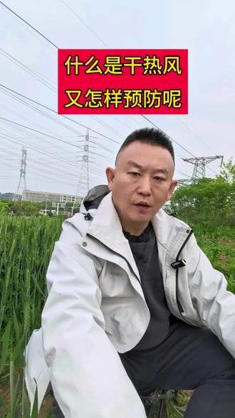 干热风对小麦产量影响大,那么什么是干热风呢?又怎样预防呢?#服务三农支持三农 #抖音助农 #农业种植技术 #小麦种植 #农民种地不容易