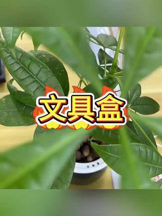 #文具盒 #铅笔盒 #笔盒