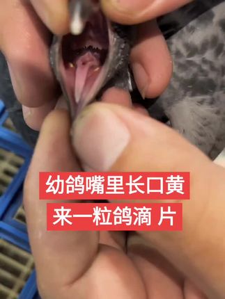 #宠爱有鸽