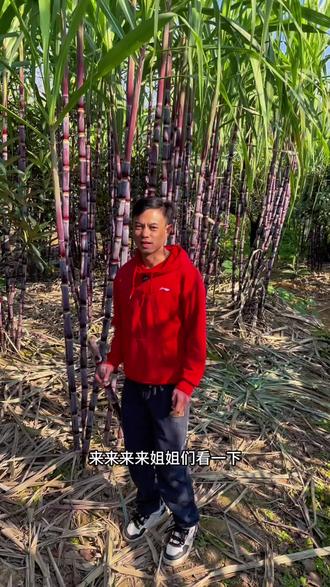 贵州红皮甘蔗#贵州红皮甘蔗 冬天的一口甜