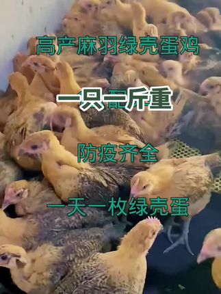 #养殖小知识 #蛋鸡健康养殖 #散养鸡 #散养土鸡蛋 #麻羽绿壳蛋鸡苗