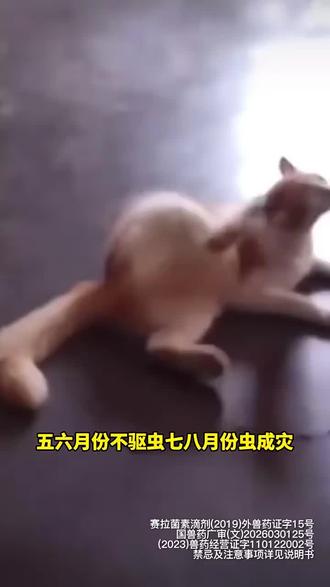 猫咪驱虫别瞎买! 大宠爱美国进口内外同驱,7种寄生虫全防护,8周龄孕猫都能用!搭配海乐妙小颗粒易投喂,双授权正品可查,每月一次守护毛孩子~#萌宠出道计划 #猫咪 #猫咪驱虫 #猫咪驱虫药 #猫咪体内外同驱
