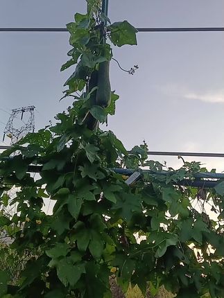 #纯天然绿色食品 #瓜果蔬菜 #自然之美无处不在