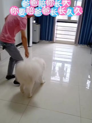 #上热门 老爸天天陪金豆踢球,如果金豆老抢不到球,他就会生气,#狗狗 #宠物 #萌宠 #陪狗狗