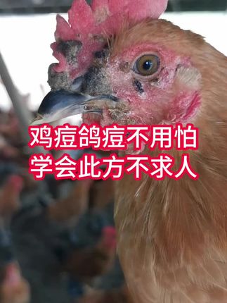 鸡痘鸽痘不用怕学会此方不求人 #家禽 #鸡痘防治 #鸽痘预防 鸡痘鸽痘不用怕学会此方不求人 #家禽 #鸡痘防治 #鸽痘预防