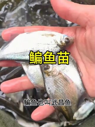 #水产养殖技术 #四大家鱼养殖 #高密度养鱼 #特种水产养殖 #三农养殖 鳊鱼苗