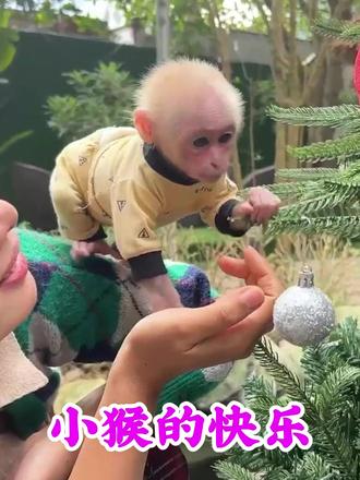 小猴虚子的快乐真是太可爱了 #可爱的小猴子 #萌猴 #萌宠成长记 #萌宠日常记录 #自然万物都是宝物