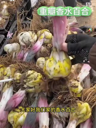 送盆香水百合种球带芽浓香型花卉庭院阳台耐寒室内盆栽 #百合花 #百合种球