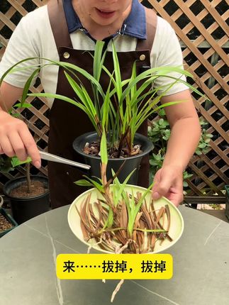 兰花出现根腐茎腐黄叶枯叶等问题 你就在花盆里撒上一勺它就能轻松解决 #养花小知识 #花卉绿植 #园艺