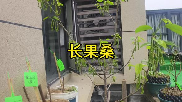 桑树挂果满枝头啦#桑树 #桑椹 #盆栽果树 #阳台种植 #楼顶果园