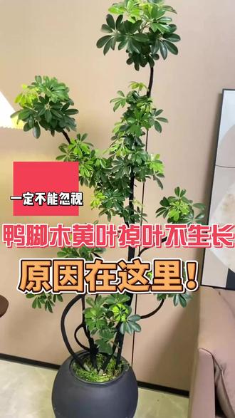 客厅有鸭脚木的一定要把黑胶带拆除掉,影响叶片发育,容易出现黄 客厅有鸭脚木的一定要把黑胶带拆除掉,影响叶片发育,容易出现黄叶掉叶不生长#鸭脚木养护 #鸭脚木