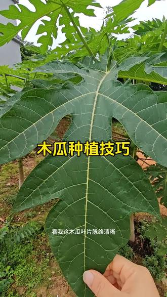 很多人种木瓜养不好,都错在除草上。#木瓜种植技巧 #果树种植 #冰糖心木瓜 #农家自种水果