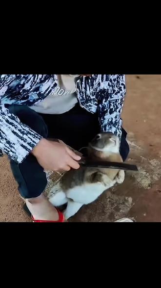 人类你好,我是兔子,可以听听我的心声吗#动物独白#科普#兔子