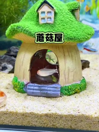 小鱼儿最喜欢的蘑菇屋,好看还实用,母鱼还可以躲避产卵#蘑菇屋 #躲避屋 #造景鱼缸 #鱼缸装饰 #鱼缸里的大自然