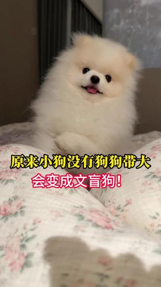 原来小狗没有狗妈妈带大会变成文盲狗! 一般狗妈妈至少得带小狗1-3个月,小狗才能学会狗语!#养狗经验分享 #新手养狗 #养狗人 #养狗日常 #狗狗