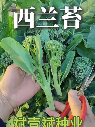#西兰苔#种子 #阳台种植 #盆栽蔬菜 西兰苔种子