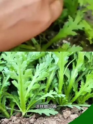 皇帝菜中叶茼蒿种子青菜种籽春菊菜种茼蒿菜种籽种四季蔬菜孑菜籽#种子#菜种#蔬菜#种植#种籽