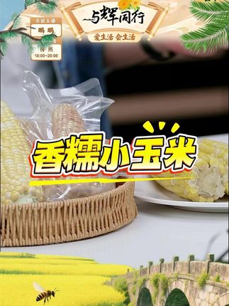 糯玉米云南西双版纳特产美食香糯小玉米即食真空非转基因新鲜黏糯 #玉米 #云南香糯小玉米 #粗粮 #妈呀太香了 #好物分享