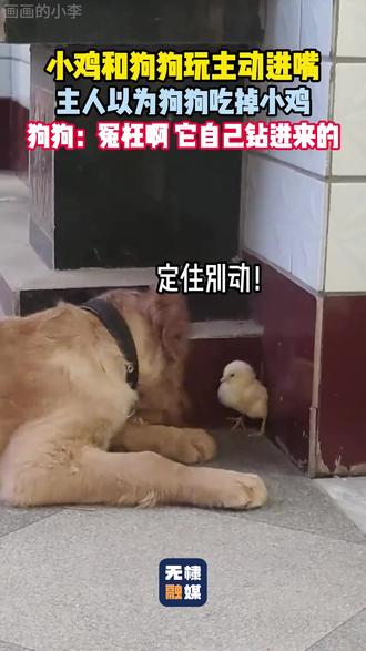 好朋友的相处方式 #鸡狗 #动物