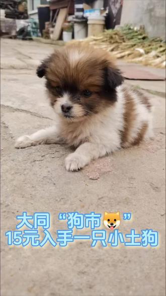 2024.10.5 逛大同“狗市”!