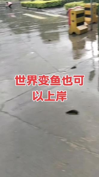平南县二桥头旁边,成群结队的鱼上岸爬