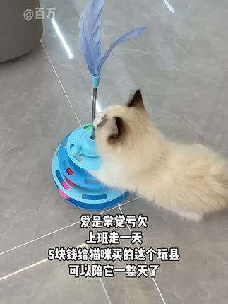 小猫不语,只是一直玩。五块钱就可以买到小猫的快乐可真划算#宠物出道计划 #猫咪玩具#毛孩子的日常 #猫猫的迷惑行为 #宠物玩具