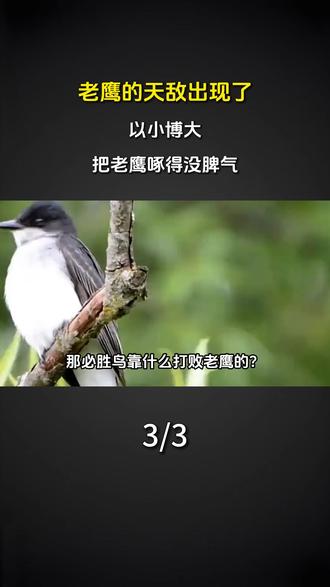 老鹰的天敌出现了,以小博大,把老鹰啄得没脾气#科普 #涨知识 #老鹰的天敌 #必胜鸟